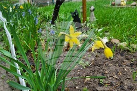 Търговище - пролетни цветя - дъждовно време