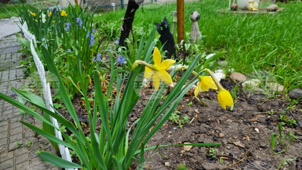 Търговище - пролетни цветя - дъждовно време
