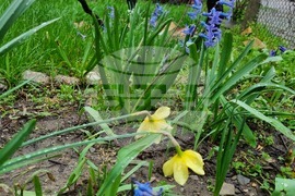 Търговище - пролетни цветя - дъждовно време