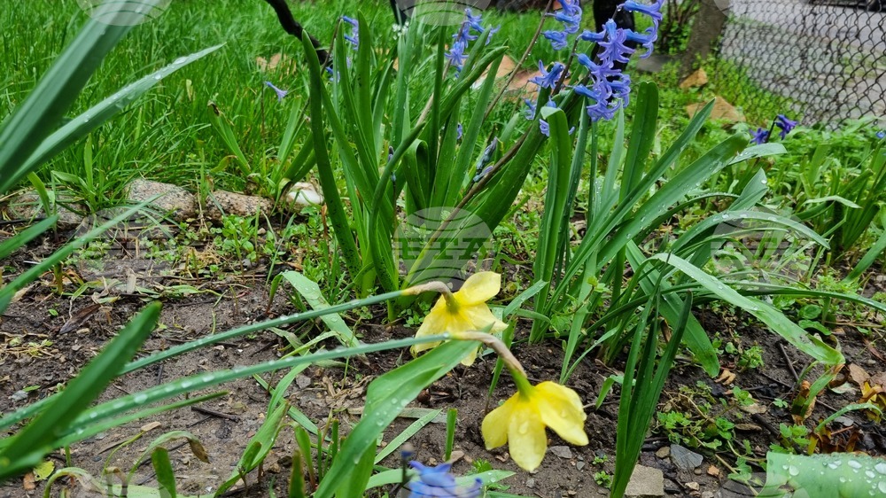 Търговище - пролетни цветя - дъждовно време