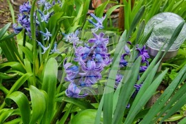 Търговище - пролетни цветя - дъждовно време