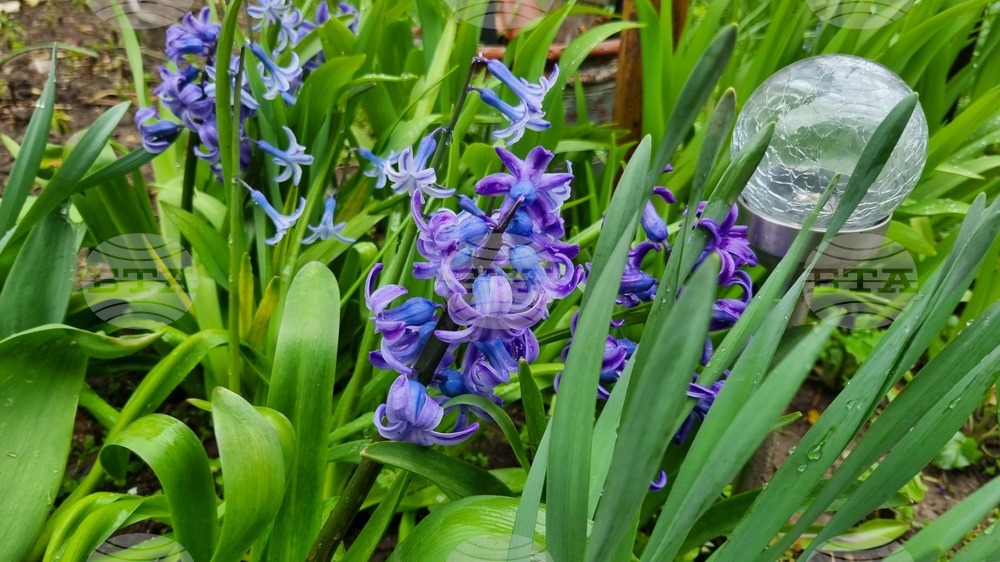 Търговище - пролетни цветя - дъждовно време
