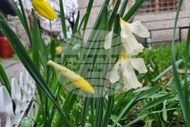 Търговище - пролетни цветя - дъждовно време