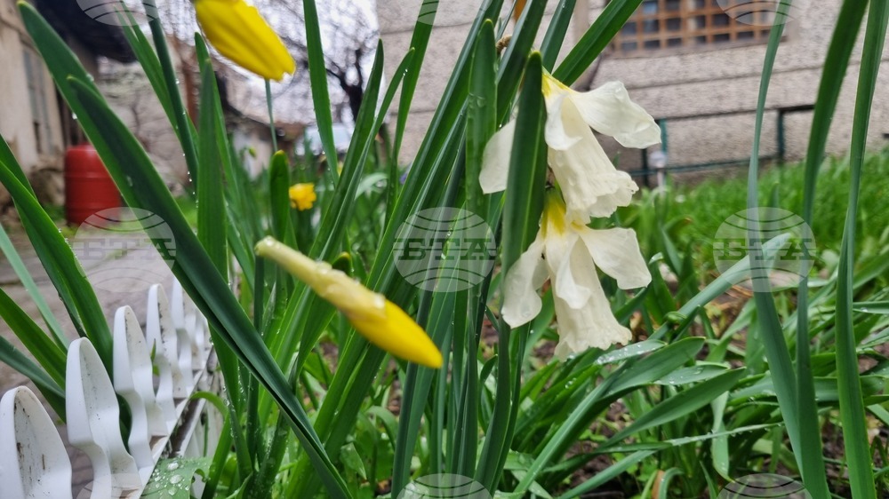 Търговище - пролетни цветя - дъждовно време