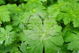 Търговище - пролетни цветя - дъждовно време