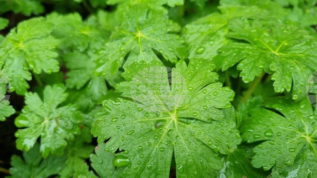 Най-голямо количество дъжд през почивните дни е отчетено в района на търговищкото село Вардун