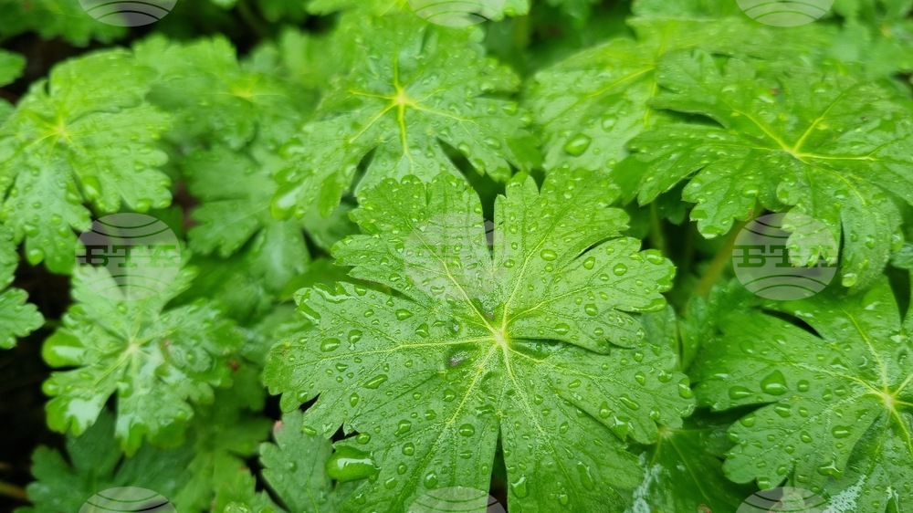 Търговище - пролетни цветя - дъждовно време