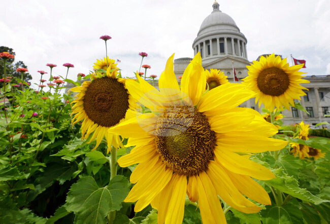 Election 2025 Decision Notes Arkansas