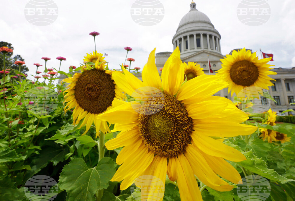 Election 2025 Decision Notes Arkansas