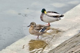 Сърбия - река Дунав - покачване на нивото