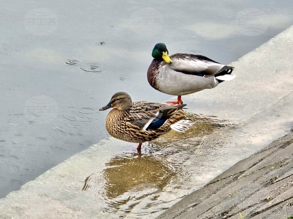 Сърбия - река Дунав - покачване на нивото