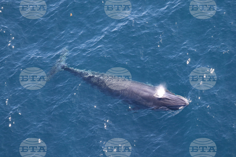 Trump Oil Endangered Whale