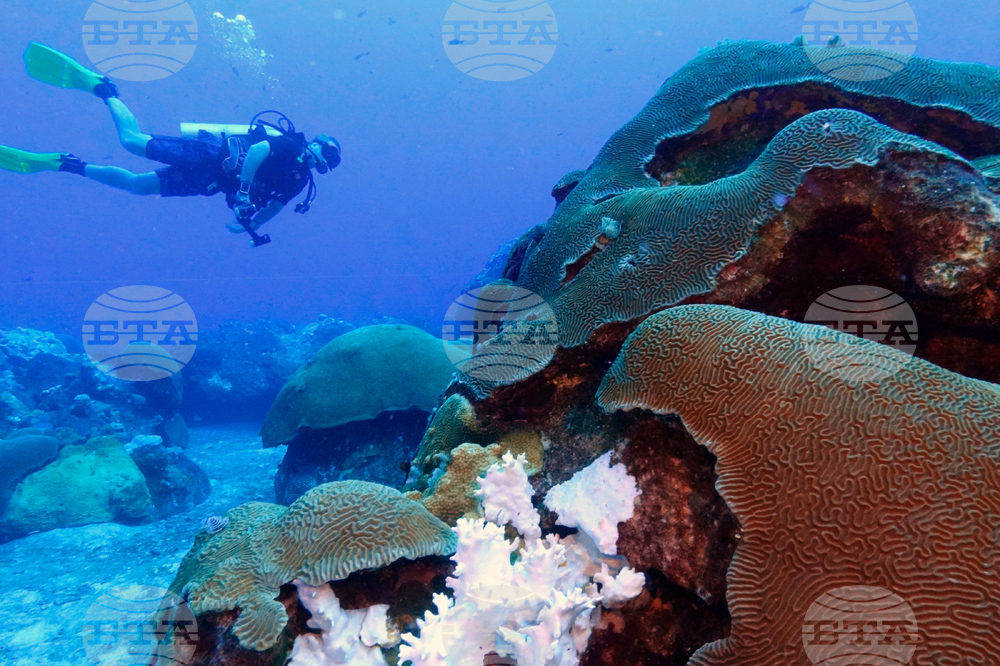 Climate Texas Coral Reefs