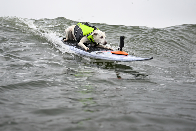 Surf Dog Cancer Death