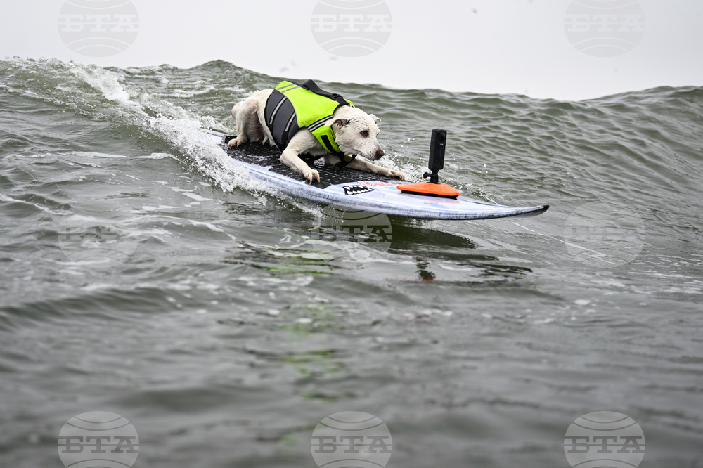 Surf Dog Cancer Death