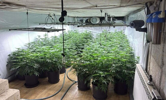 ГД „Гранична полиция“ разкри наркооранжерия в село до Своге 