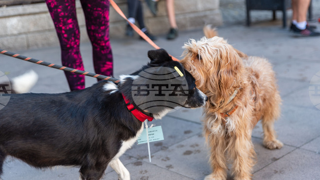 Община Пловдив започва кампанията за подпомагане кастрацията на домашни кучета и котки