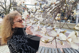 Хасково - магнолии - цъфтеж