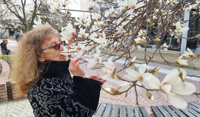 Хасково - магнолии - цъфтеж