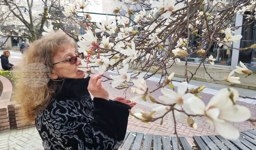 Хасково - магнолии - цъфтеж