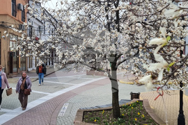 Хасково - магнолии - цъфтеж