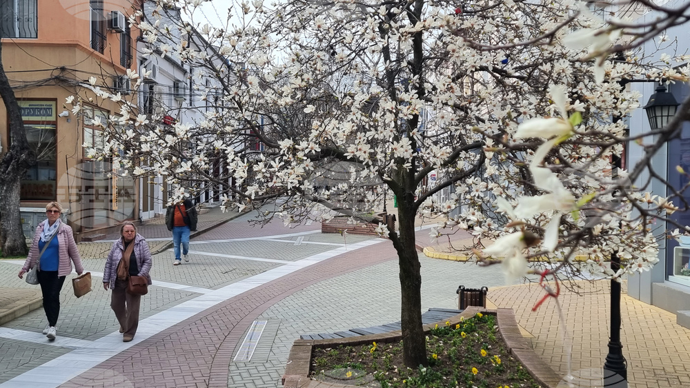 Хасково - магнолии - цъфтеж
