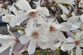 Хасково - магнолии - цъфтеж