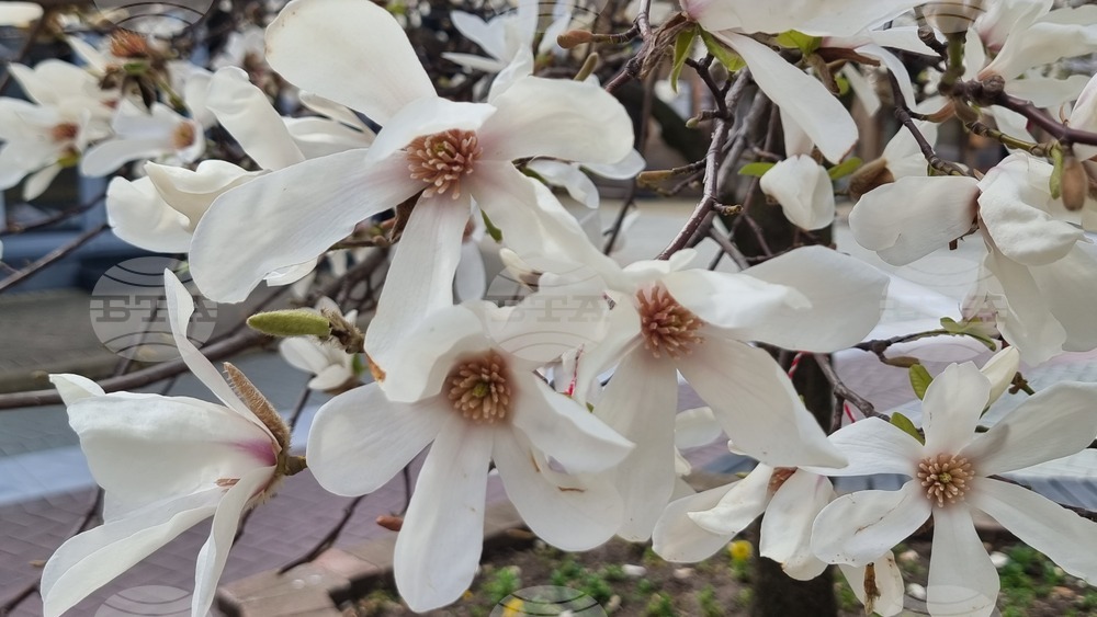 Хасково - магнолии - цъфтеж