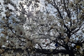 Хасково - магнолии - цъфтеж