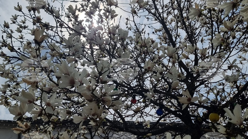 Хасково - магнолии - цъфтеж