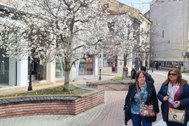 Хасково - магнолии - цъфтеж