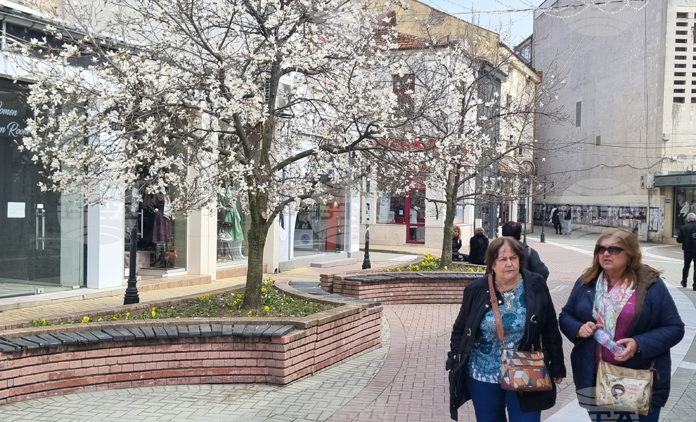 Хасково - магнолии - цъфтеж