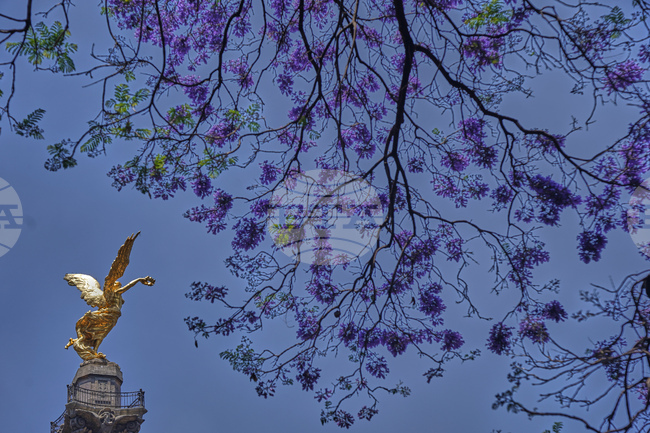 Mexico Jacaranda Blossoms