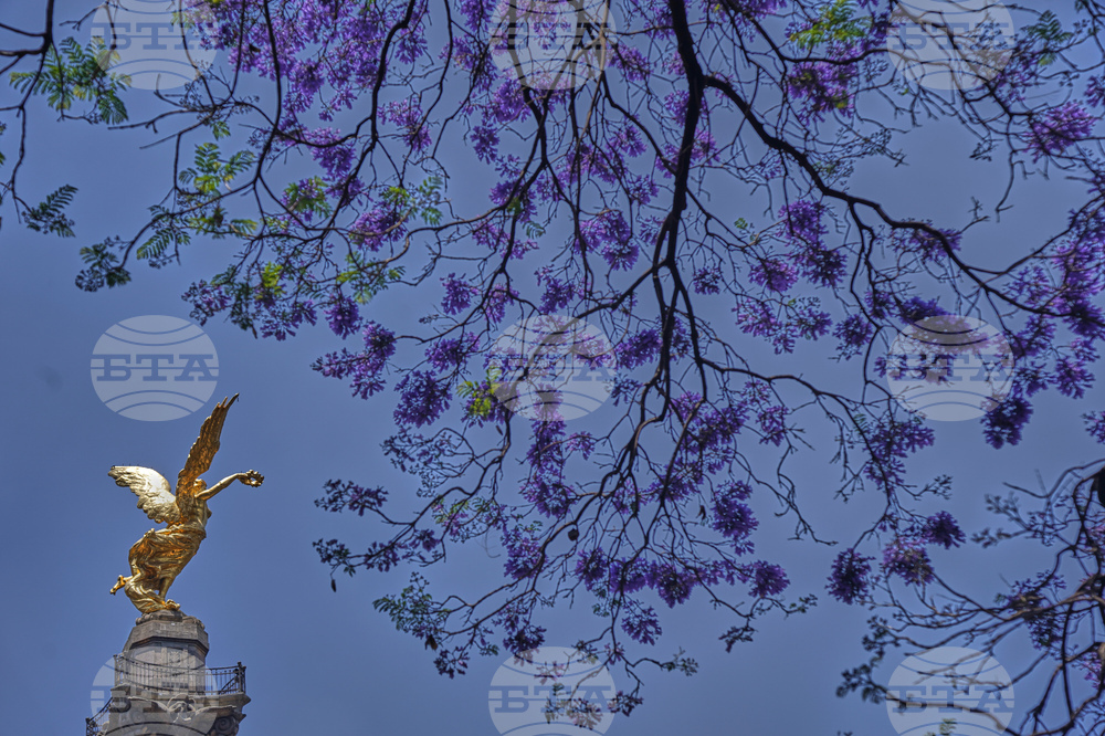 Mexico Jacaranda Blossoms