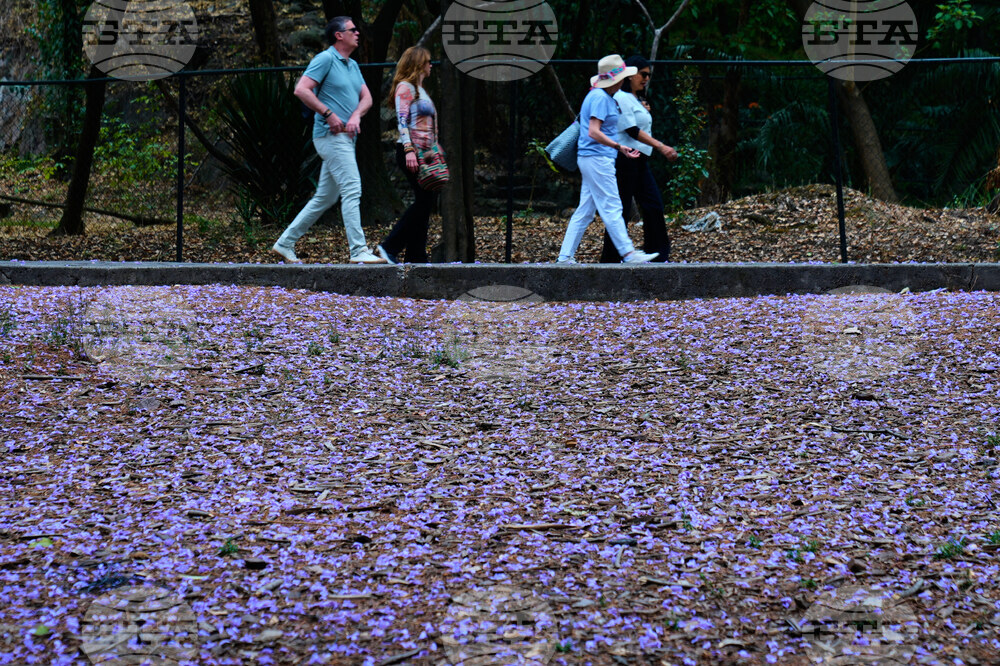 Mexico Jacaranda Blossoms