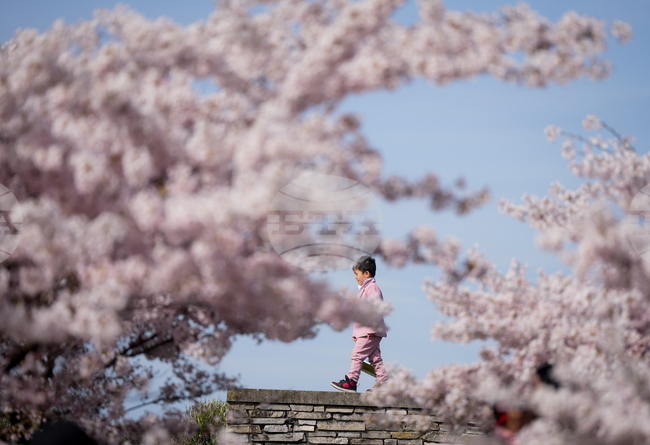 Canada Cherry Blossoms