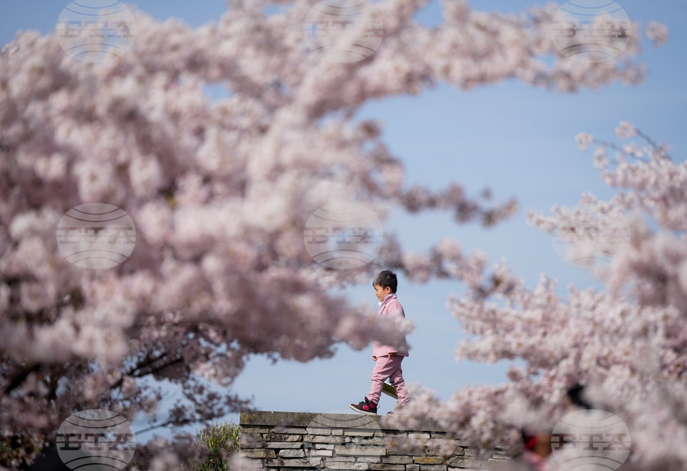 Canada Cherry Blossoms