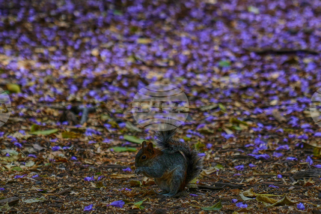 APTOPIX Mexico Jacaranda Blossoms