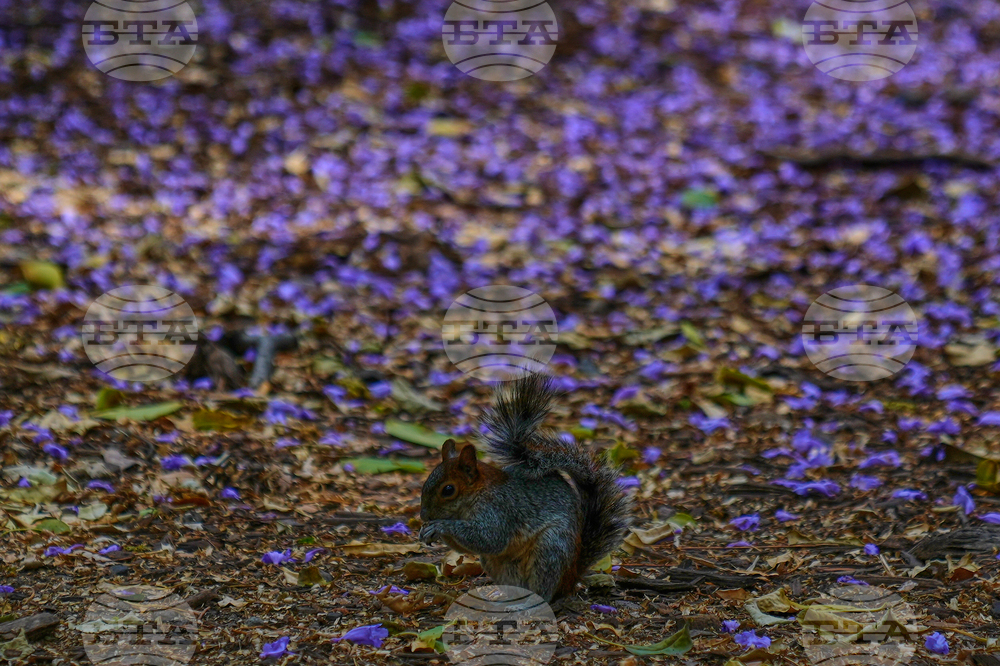 APTOPIX Mexico Jacaranda Blossoms