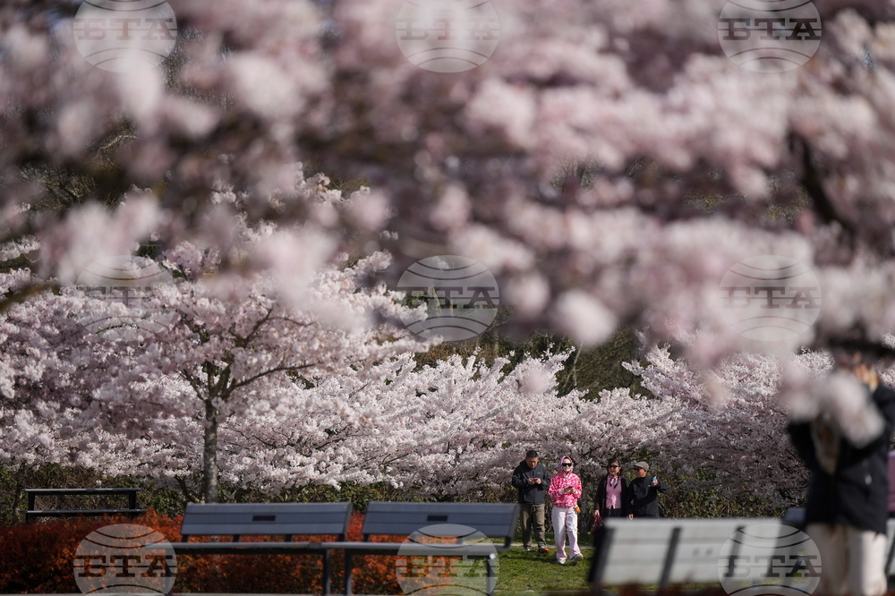 Canada Cherry Blossoms