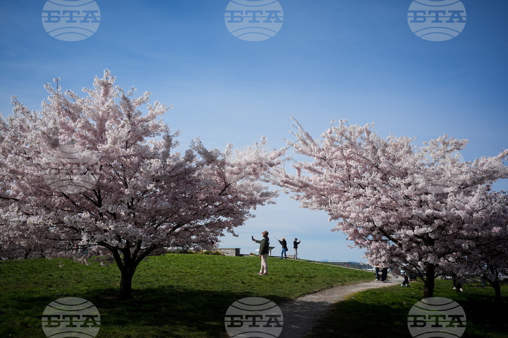 Canada Cherry Blossoms