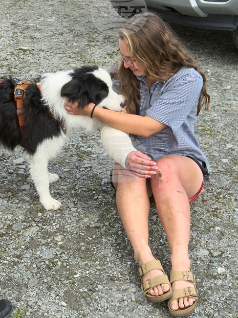 New Zealand Dog Rescue