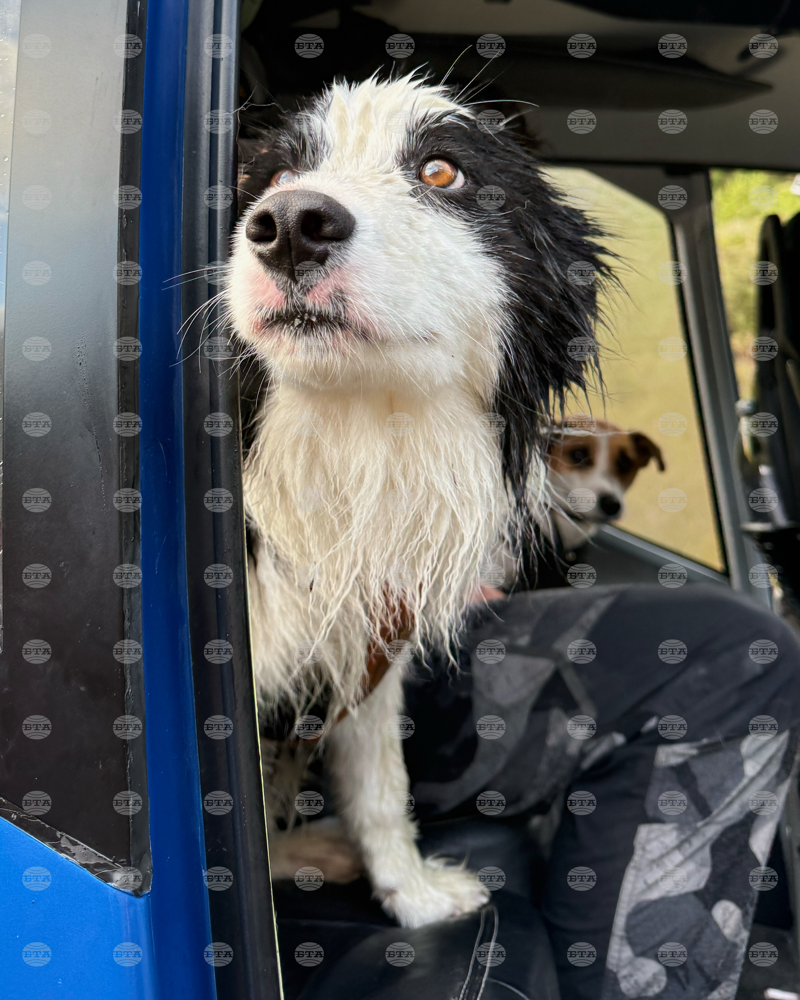 New Zealand Dog Rescue