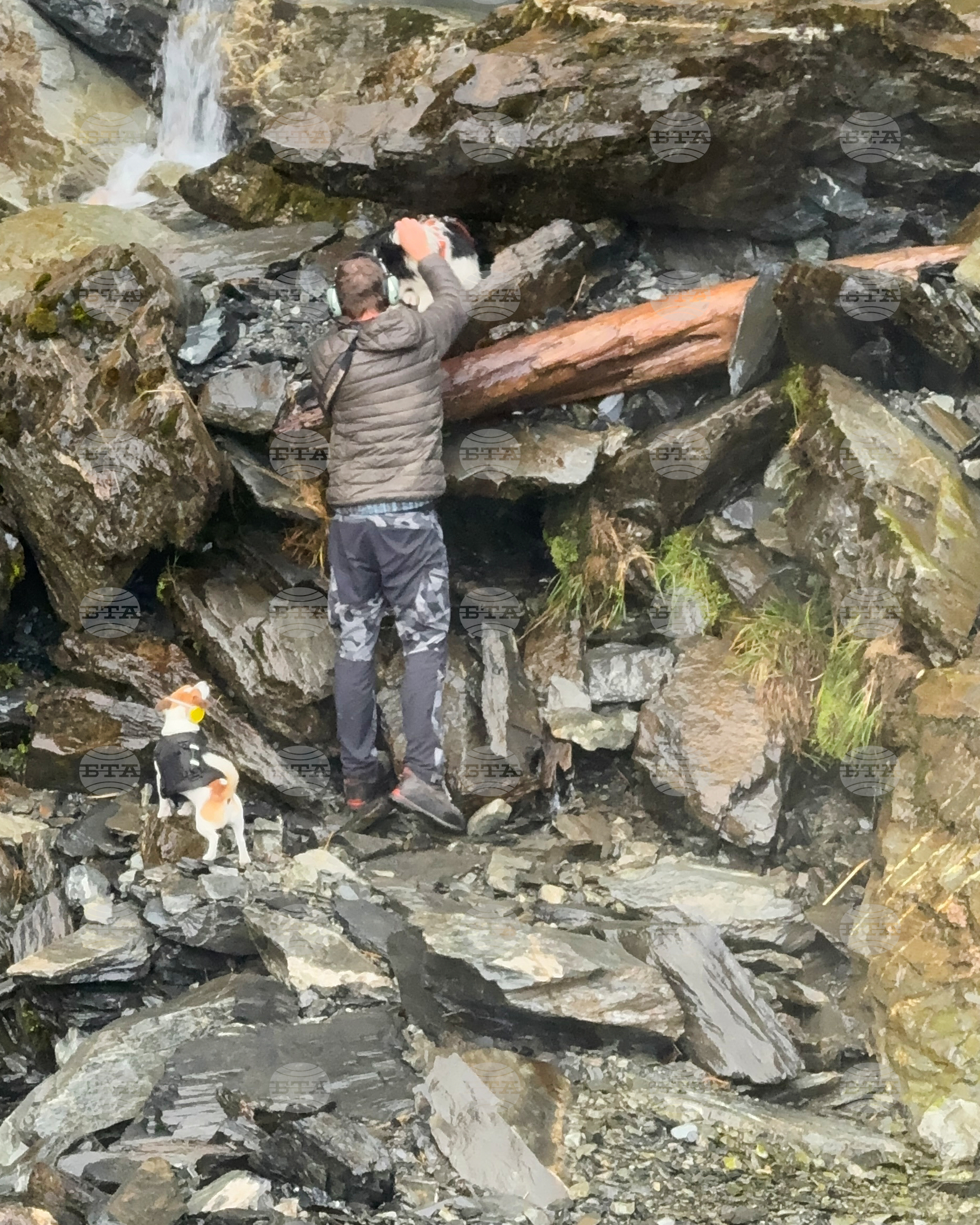 New Zealand Dog Rescue