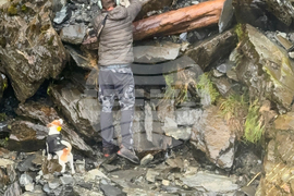 New Zealand Dog Rescue