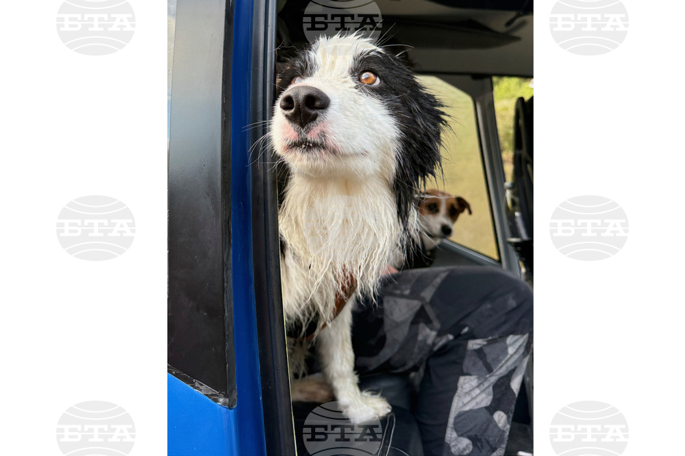 New Zealand Dog Rescue