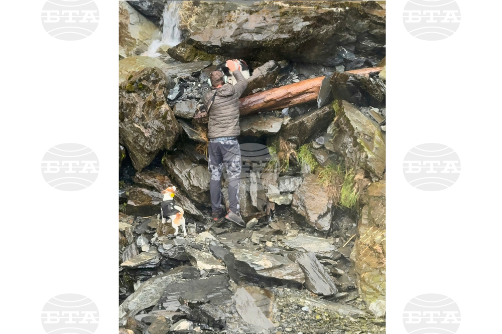 New Zealand Dog Rescue
