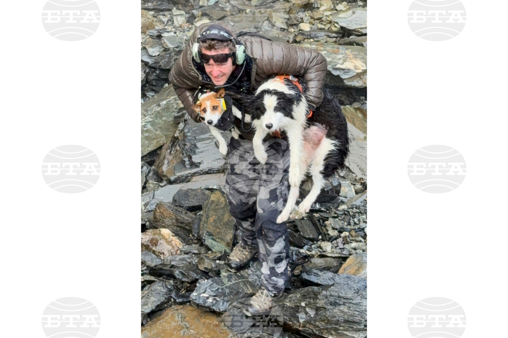 New Zealand Dog Rescue