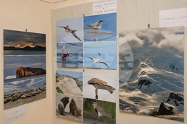 Варна - „С полета на птиците по пътя към Антарктида“ - фотоизложба