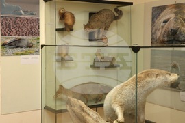 Варна - „С полета на птиците по пътя към Антарктида“ - фотоизложба